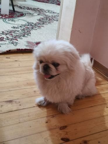 Pekines, 2 il, Erkek, Peyvəndli, Ünvandan götürmə