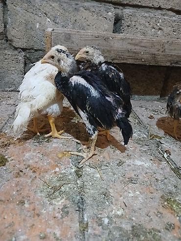 ucuz toyuq satisi: Toyuq, Damazlıq — 6