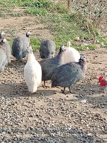 Inəklər, öküzlər: Toyuq, Damazlıq, Ödənişli çatdırılma — 4