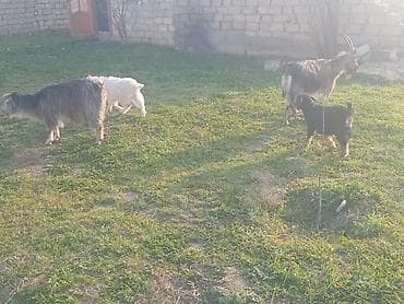 i̇t satisi: Salam.bayraminiz mubarek.Allah hamiya bereket versun demeli 2 dene — 10