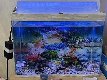 akvarium baliqlari satilir: TƏCİLİ SATILIR!! Akvaryum içindəki hər bir əşyası ilə satılır Müxtəlif — 1