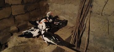 cins ineklerin qiymeti: 3 dene disdi 1 dene erkek disler 25 Manat erkek 35 Manat - Növ: musk — 1