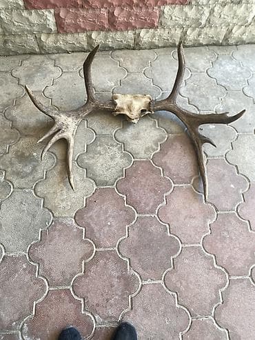 maral basi: Məmulat: maral buynuzu kəllə hissəsi ilə birlikdə (divar bəzəyi üçün) — 2