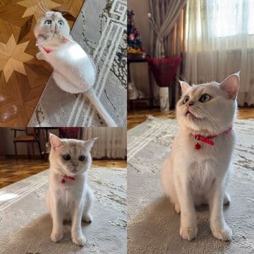 pisiklerin cutlesme vaxti: Şinşilla, Erkək, Yaxşı əllərə, Ünvandan götürmə — 2