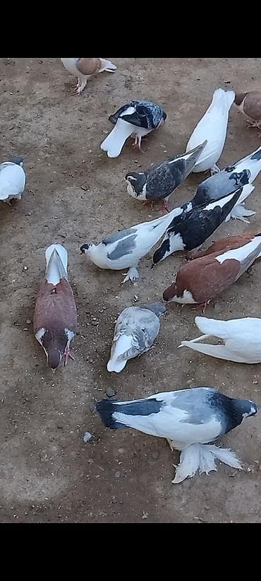 quş hini: 12 eded delfin 5 eded dekarativ cemi 17 eded cut cut 30 manat topasn — 10