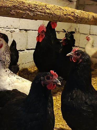 Птицы: Курица, Australop, Для разведения — 1