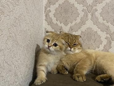 Qızıl şinşilla, Dişi