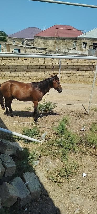 at satışları: Quzu kimi atdı balığ kimidi surşun bilmirem ama geden atdı — 2