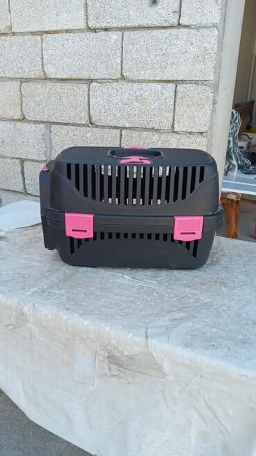 вислоухие коты серые: Шотладская вислоухая, Самец — 4