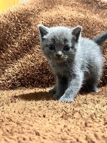 pişiy: Şotland — 4