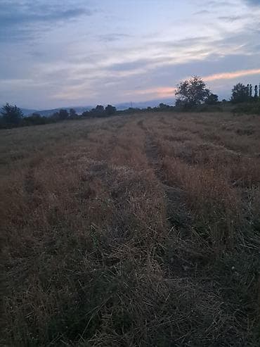 quba ev kiraye: 64 sot, Kənd təsərrüfatı, Kupça (Çıxarış) — 3