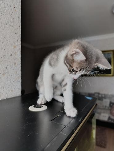 В добрые руки . две девочки и два мальчика — 4