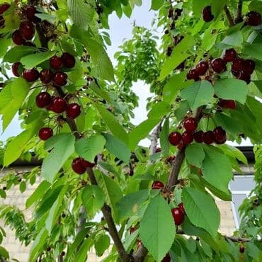 Həyət evləri və villaların satışı: 3 otaqlı, 130 kv. m, Kredit yoxdur, Təmirsiz — 10