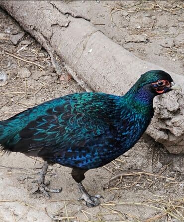 heşterxan quşu: Zümrid girgovul tək ərkəy satilir bir ayaginda barmagi əyridi ona görə — 1