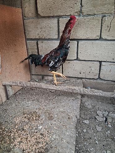 qoyun keci: Salam beçe satilir 9 ayina kecib probu var isteyen elaqe saxlasin — 4