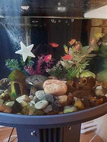 akvarium satilir: Akvaryum və tam avadanlıq dəsti - 60 litr - Ön tərəfi oval formalı — 3