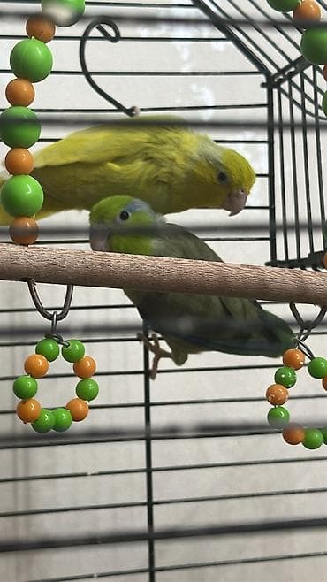 ucuz papuqay satisi: Məhsul: Kiçik paraket/forpus cütü Təsvir: - Növ: Cırtdan papuqay — 1