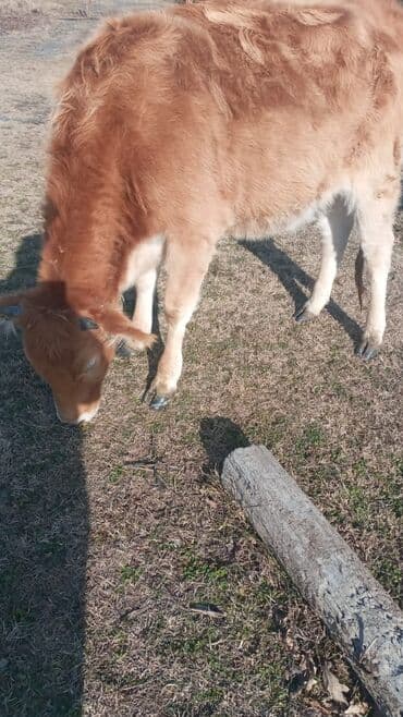 satilik inekler: Dana, buzov, Dişi, ay: 12, Damazlıq, Ünvandan götürmə — 6