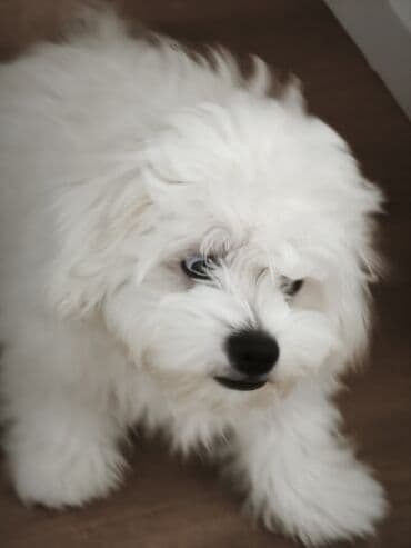 Lincoln: Мальтийская болонка, 6 месяцев, Самец — 3