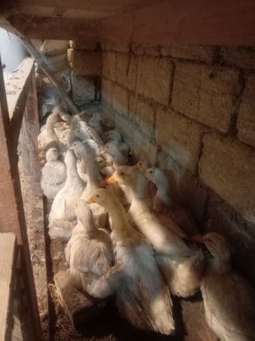 lavanda ordək: Məhsul: Ördəklər (toplu satış üçün) Təsvir: - Şəkillərdə göründüyü — 4