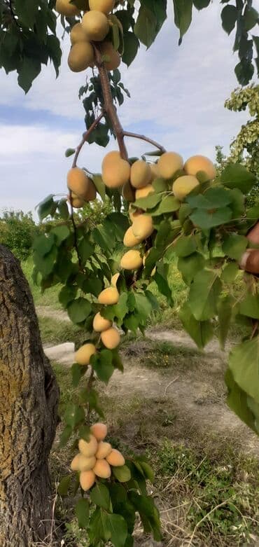 tebii alma sirkesi satisi: Məhsul: Ərik bağı – yetişmiş ərik meyvələri Təsvir: - Şəkillərdə — 3