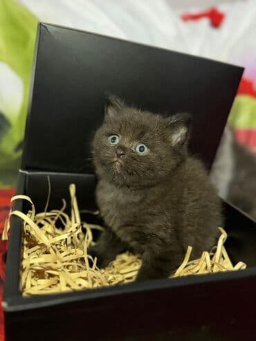 вислоухий кот цена: Шотладская вислоухая, В добрые руки — 4