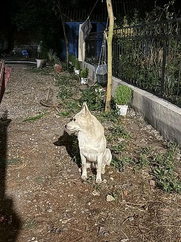 heyvan cantası: Yerli itnen zvanokun qarışıqıdı .heyeti yaxşı qoruyur çox celd — 2