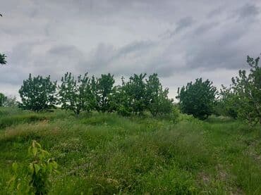 tuya ağacı yağı: 2 hektar 79 sot Məhsul: Gilas bağı Xaçmaz Rahimoba yolunda Asvaltdan — 8