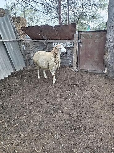 sabuncu heyvan bazari: Erkək quzu. İstəyən olsa vidyosuda var super damazlıq heyvandı — 2