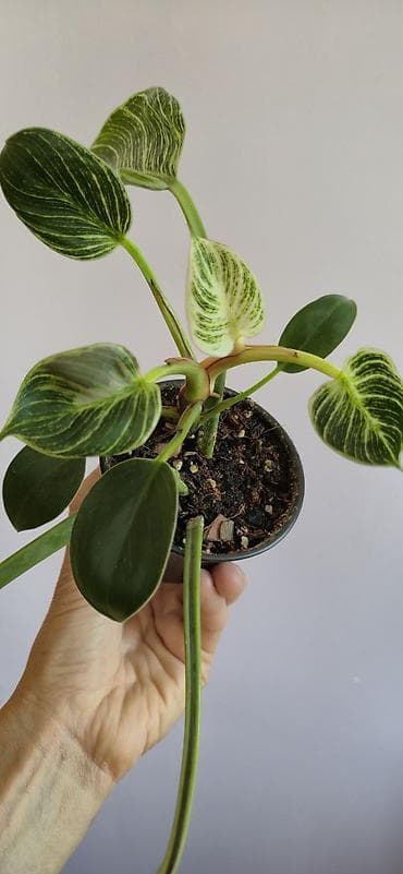 diffenbaxiya bitkisi: Philodendron birkin — 2