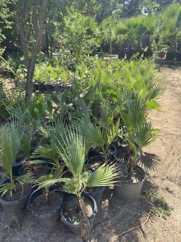 palma ağacı: Vaşinkton palmasi (qiymət 5 - 10 manat ) (500-550 dənə var ) Böyuk — 4