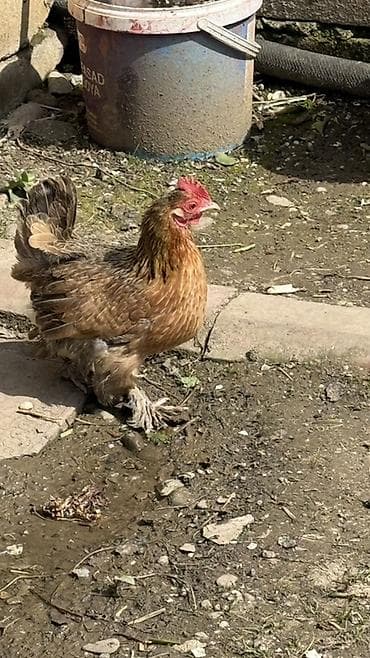 Cücələr: Toyuq, Damazlıq — 1