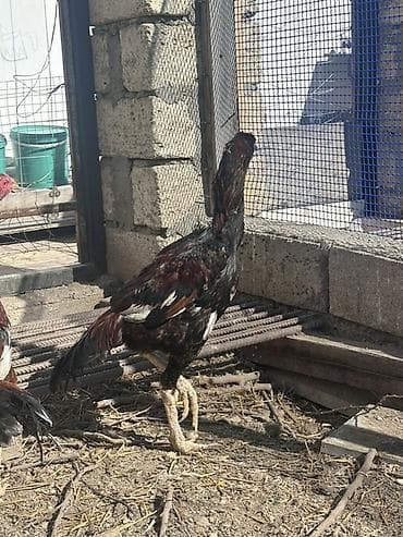 Heyvanlar üçün mallar: Xoruz, il: <1 — 4