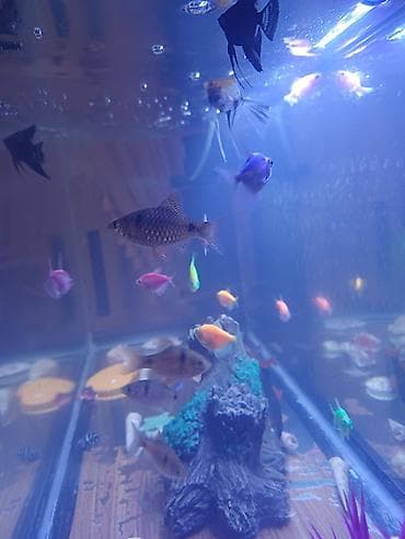akvaryum satış: Boş, 30 l, Ödənişli çatdırılma — 3