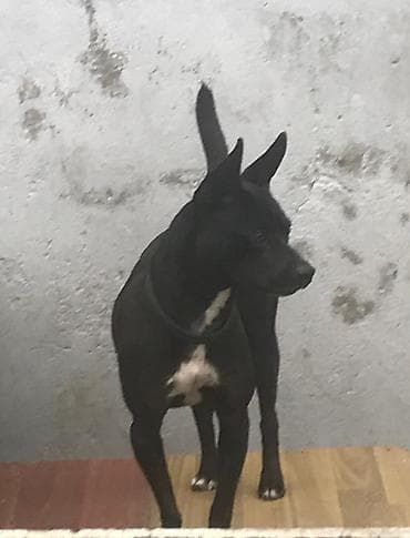 it balalari satilir: 1 il, Dişi — 2