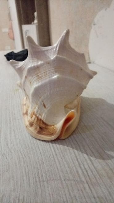 divar dekorlari: Dekorativ böyük dəniz ilbizinin qabığı - Material: təbii dəniz qabığı — 4