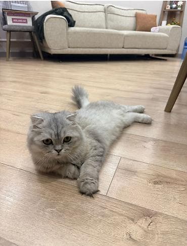 erkey quzular: Şinşilla, Dişi, Cütləşmə üçün — 3