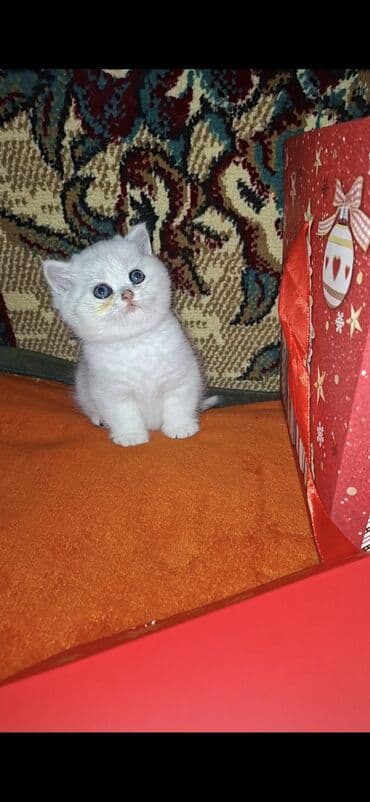 pişik şotland: Şotland yastı qulaq — 5