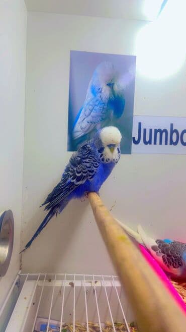 ağ ordək: Naxışlı “Jumbo” dalğalı tutuquşu (budgerigar) - Növ: Jumbo dalğalı — 4