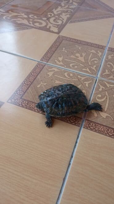 akvarium: Salam su tıspağasıdı — 4