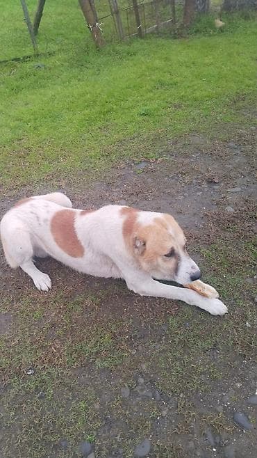 Çoban iti balası satılır 13 günlük 45azn 2 dişi qalıb real alıcı bu