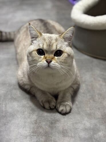 azərbaycanca pişik adları: 11ailıq — 6