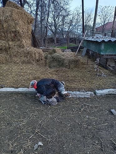 toyuq fərə: Erkək, Damazlıq — 3