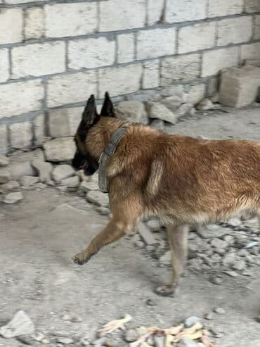 купить собаку малинуа: Belçika çoban iti, 2 il, Erkek, Peyvəndli — 9