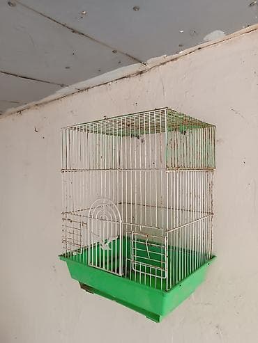 Satılır əlavə ödənişlər üzerinde Yuva (5man) 2 yem qabı (4man) su qabi — 1