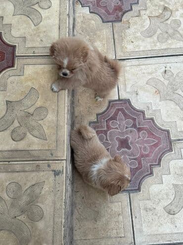 it cütləşdirmək: Pekines, 2 ay — 4