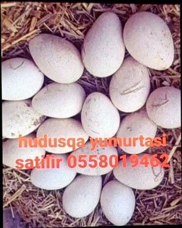 Yumurta: Hundusqa yumurtasi - Təbii şəkildə saxlanılan qazlardan toplanmış iri — 1