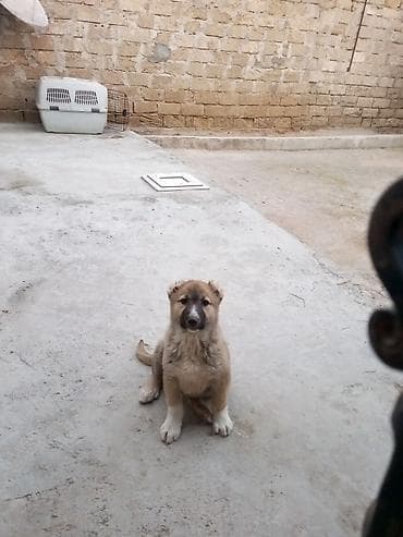 Qurdbasar, 3 ay, Erkek, Peyvəndli, Ünvandan götürmə