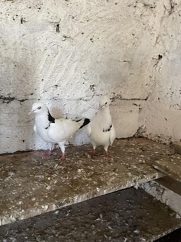 masalli goyercini: Bır cut boynu güllü satılır real alıcıya endırım olacak — 3