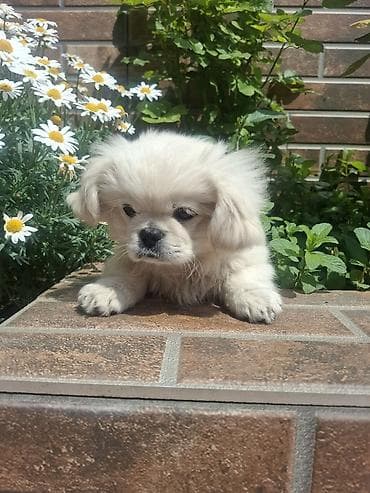 balaca ev itleri: Pekines, 3 ay, Erkek, Peyvəndli, Pulsuz çatdırılma — 1